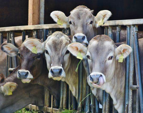 MADR: Crescătorii de bovine vor primi o subvenţie de 68 de euro pe cap de animal